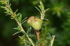 Eremococcus turbinatus