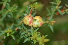 Eremococcus turbinatus