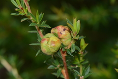 Eremococcus turbinatus