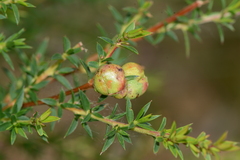 Eremococcus turbinatus