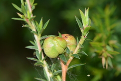 Eremococcus turbinatus