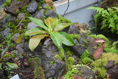 Nepenthes northiana