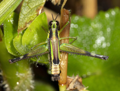 Paramastax mariaetheresiae