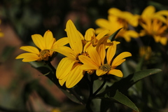 Flourensia thurifera