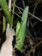 Neoconocephalus nebrascensis