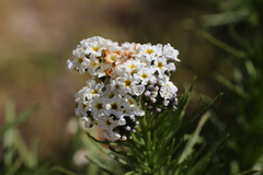 Heliotropium stenophyllum