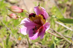 Alstroemeria magnifica