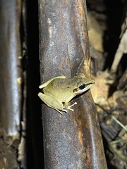 Pristimantis reichlei