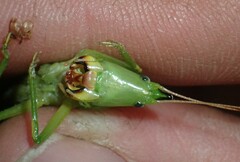 Neoconocephalus nebrascensis