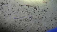 Crangon septemspinosa