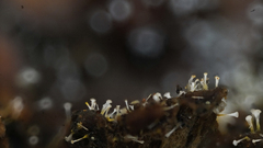 Gliocladium polyporicola