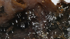Gliocladium polyporicola