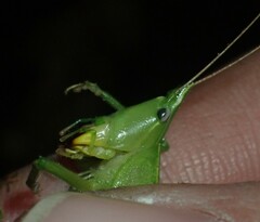 Neoconocephalus nebrascensis