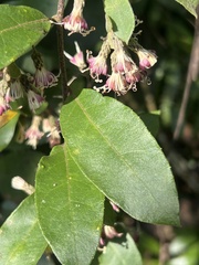 Decaneuropsis gratiosa