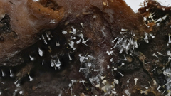 Gliocladium polyporicola