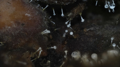 Gliocladium polyporicola