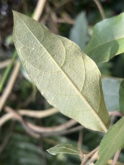 Decaneuropsis gratiosa