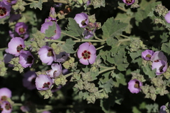 Sphaeralcea obtusiloba