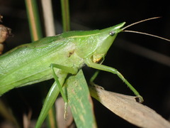 Neoconocephalus nebrascensis