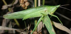 Neoconocephalus nebrascensis