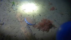 Placopecten magellanicus