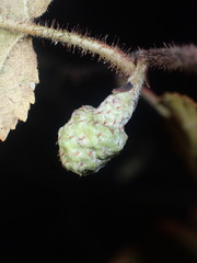 Cecidophyopsis vermiformis