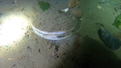 Placopecten magellanicus