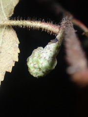 Cecidophyopsis vermiformis