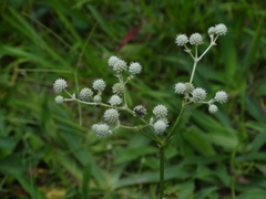 Eryngium elegans