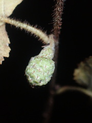 Cecidophyopsis vermiformis