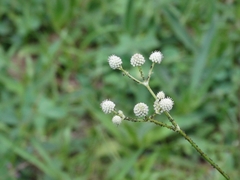 Eryngium elegans