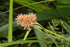 Rhynchospora cephalotes