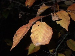Cecidophyopsis vermiformis