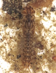 Leptophlebia