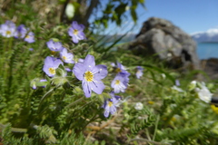 Polemonium