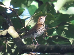 Hylocichla mustelina