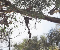 Lipotriches australica