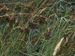 Lipotriches australica