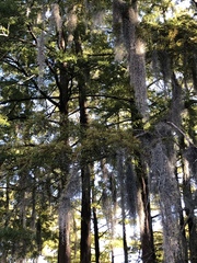 Tillandsia usneoides