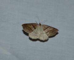 Petrophora subaequaria