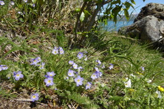 Polemonium
