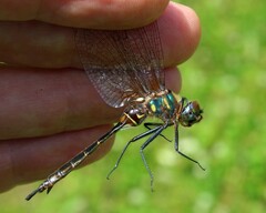 Somatochlora walshii