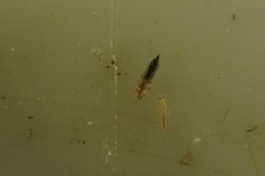 Thrips tabaci