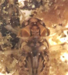 Leptophlebia