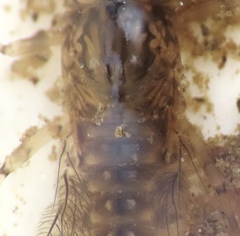 Leptophlebia