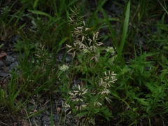Eragrostis neesii