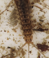 Leptophlebia