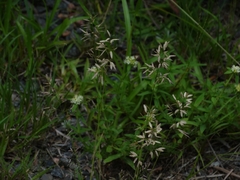 Eragrostis neesii