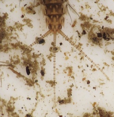 Leptophlebia