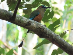 Eumomota superciliosa